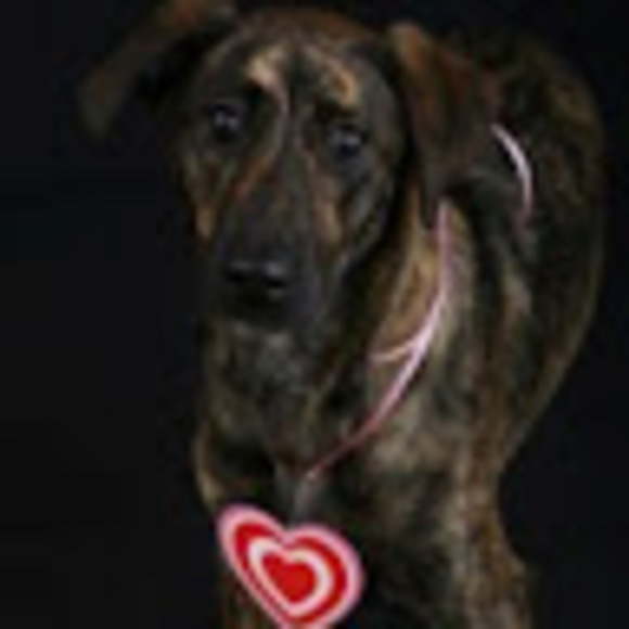 Meet your Posher, Maggie - Picture 1 of 1